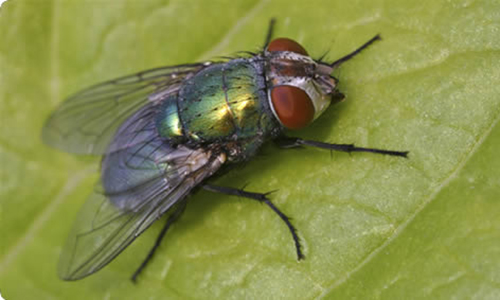 Insecticide Insect Removal Miami