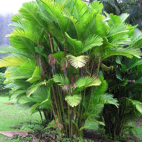 Ivory Cane Palm