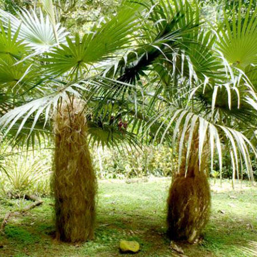 Old Man Palm