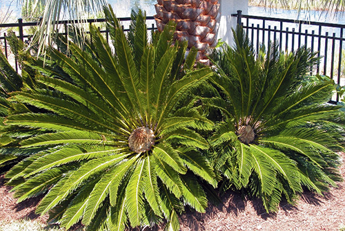 South Florida Palms