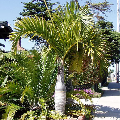 Spindle Palm